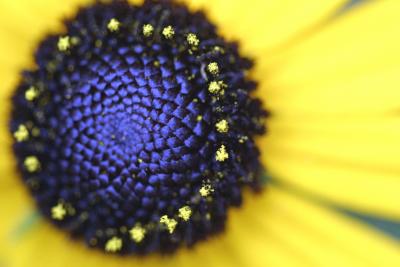 IMG_5588----macro yellow flower inner.jpg