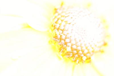 IMG_5599----high key yellow montauk daisy.jpg
