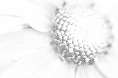 IMG_5599----high key yellow montauk daisy--Black n White.jpg