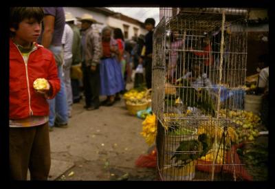 Boy with Parrots