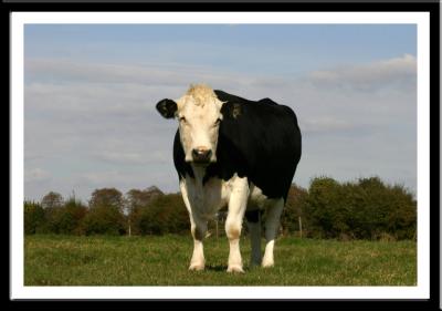 Black Hereford Cow