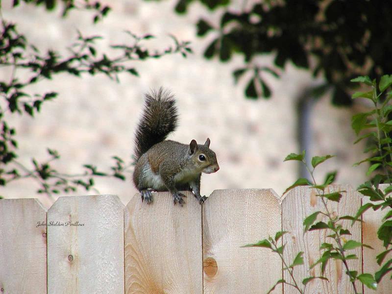 Gray Squirrel