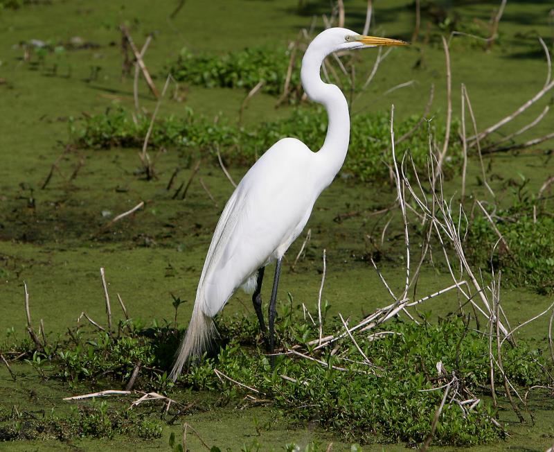 Great Egret