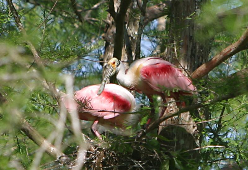 Roseate Spoonbills <I>(Ajaia ajaja)</I>
