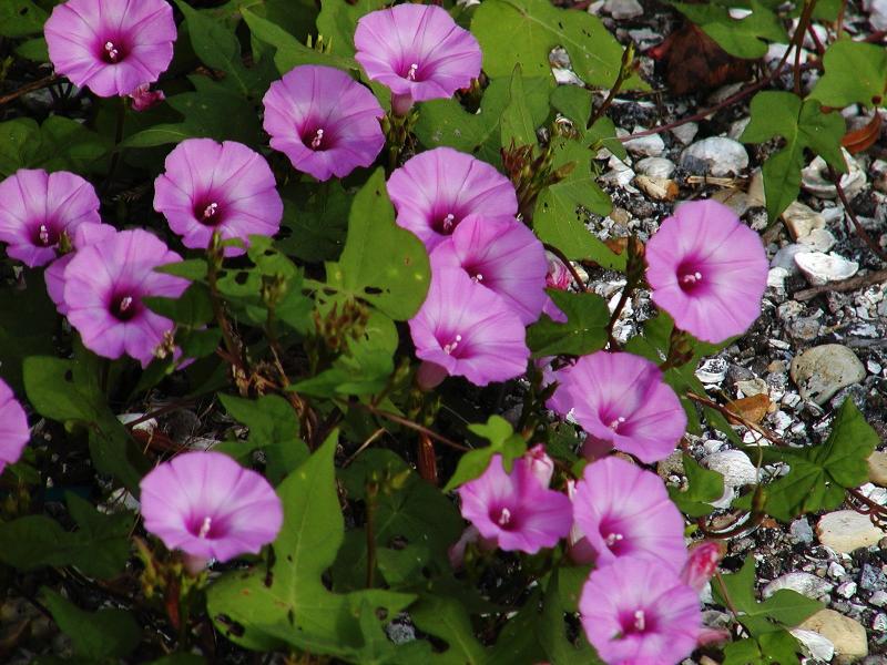 Sharp Pod Morning Glory