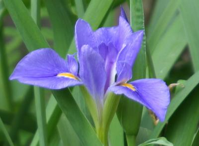 Giant Blue Iris