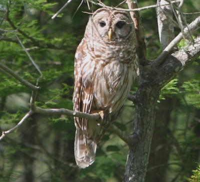 Barred Owl <I>(Strix varia)</I>