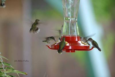 Seven Ruby-throated Hummers