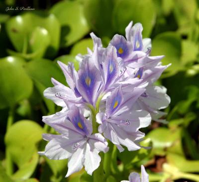 Water Hyacinth (Eichhornia crassipes )