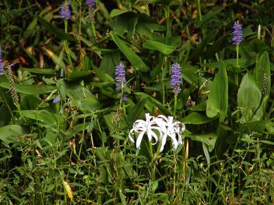 Pickerelweed (Pontederia cordata ) and Spider Lillies