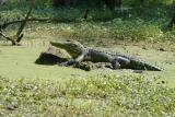 American Alligator <I>(Alligator Mississippiensis)</I>