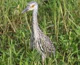 Yellow-crowned Night Heron (first summer)