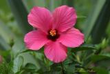 Single Classic Pink (Hibiscus rosa-sinensis)
