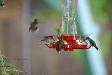 Seven Ruby-throated Hummers