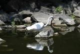 Great Egret <I>(Ardea alba)</I>