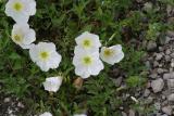 Showy Evening Primrose <I>(Oenothera speciosa)</I>