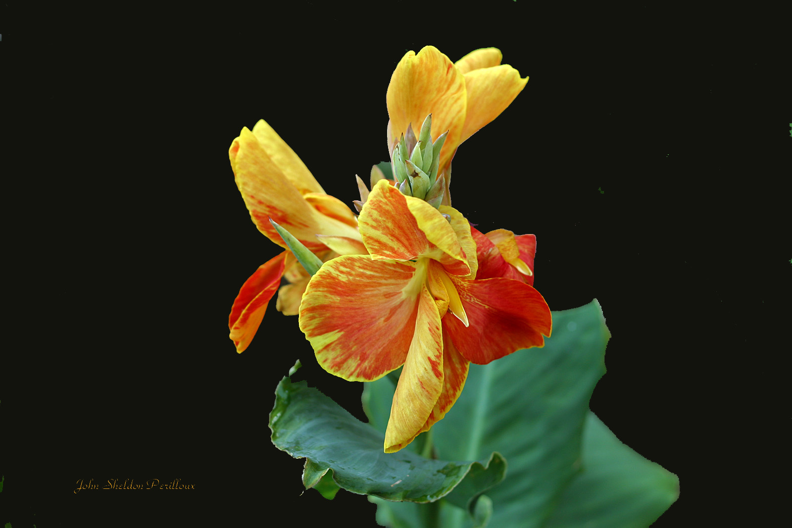 Canna (Cattleya)