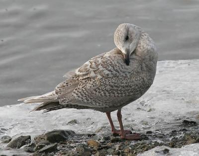 Kumlien's Iceland Gull, 1st cycle (#1 of 3)