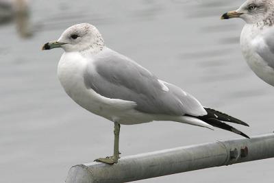 Ring-billed Gull, 2nd cycle with adult (right)