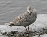 Kumliens Iceland Gull, 1st cycle (#1 of 3)