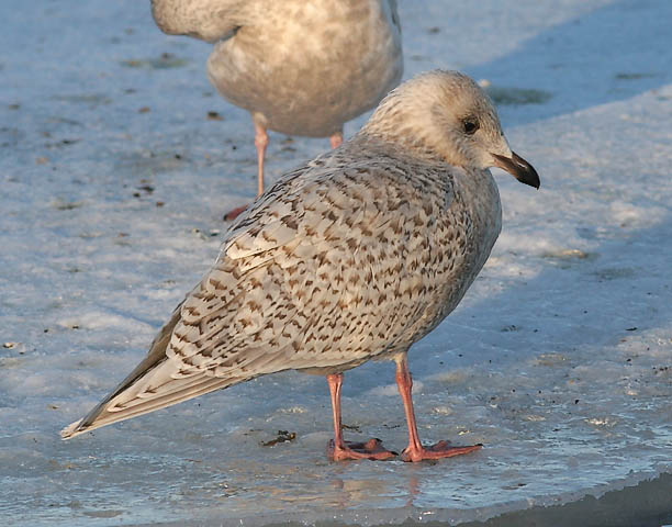 Kumliens Iceland Gull, 1st cycle