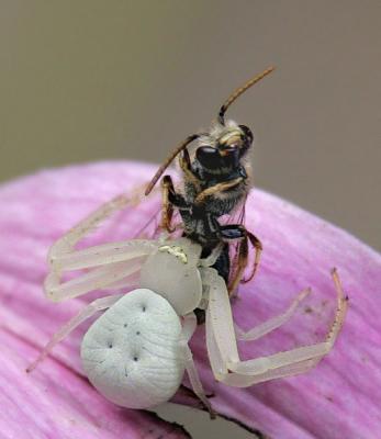 Crab Spider Eating a Bee