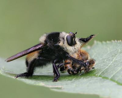 Robberfly Dining on a Honeybee