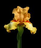 Iris Image 1