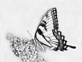 Tiger Swallowtail (sketch)