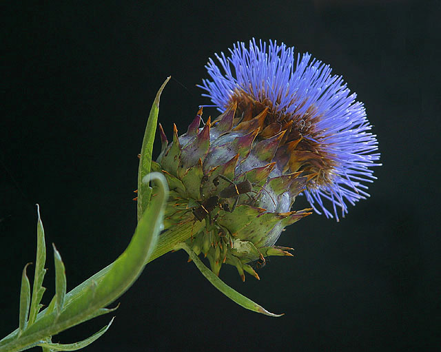 Cardoon