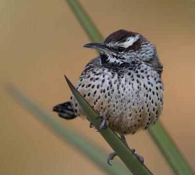 Cactus-Wren