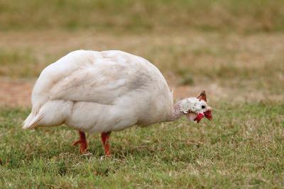 domestic_animals
