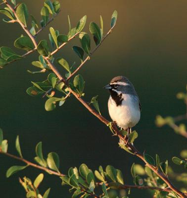Black-Throated-Sparrow