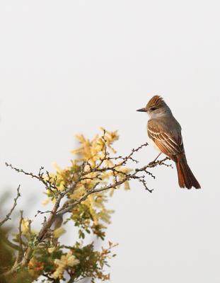 Flycatcher