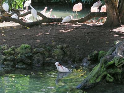 Bird Pond