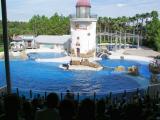 False Killer Whale Show