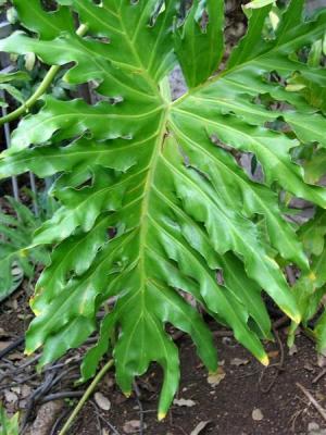 Filadendrum Leaf.JPG