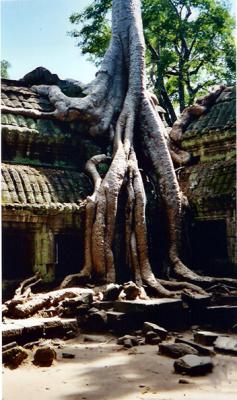 Angkor Ta Prohm2.JPG