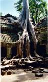 Angkor Ta Prohm2.JPG