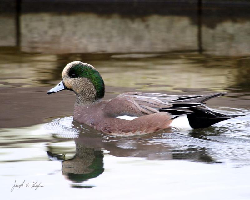 American Wigeon