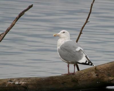 Herring Gull