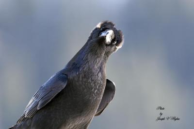 Nevermore??!!??