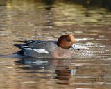 Eurasian Wigeon