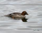 Common Goldeneye female