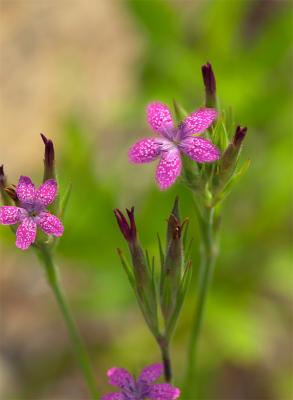 deptford pink