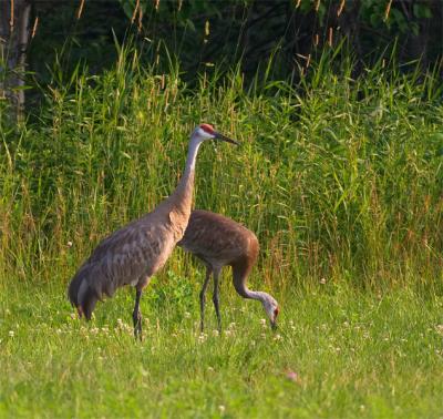 two sandhill cranes