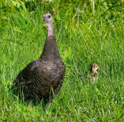 wild turkey hen and chick