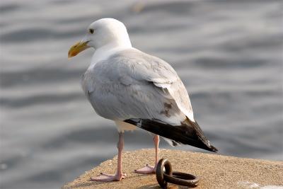 herring gull