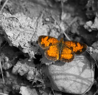 northern pearl crescent