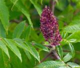 sumac